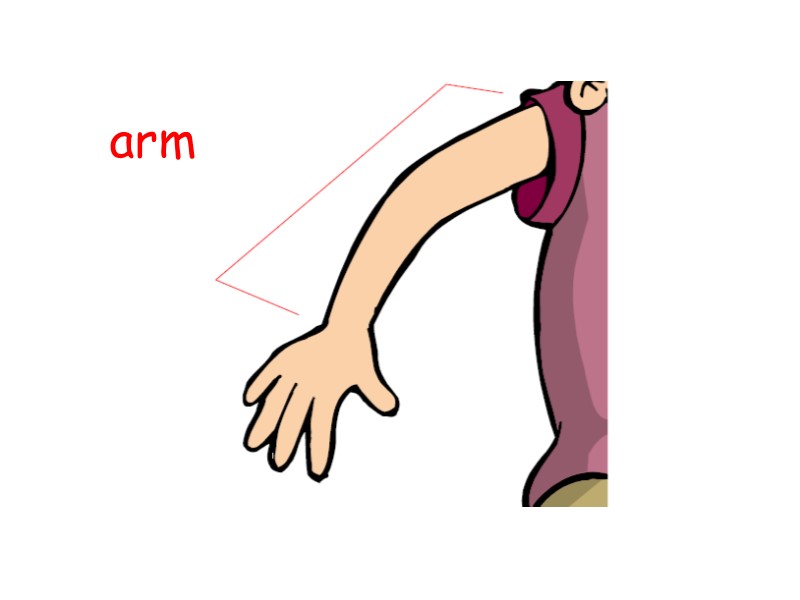 arm